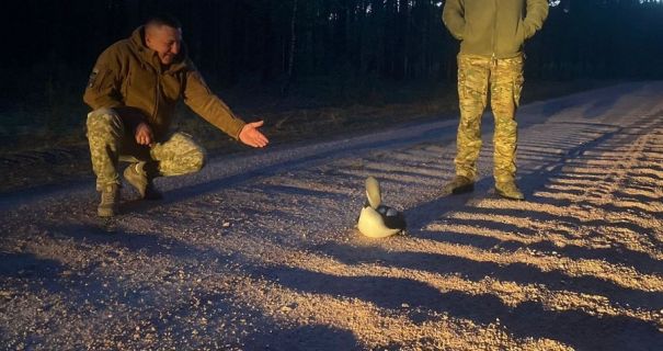 На Житомирщині прикордонники допомогли рідкісній пташці гагарі