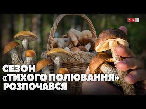 «Тихе полювання» розпочалось: які гриби збирати та що слід памʼятати? (ВІДЕО)