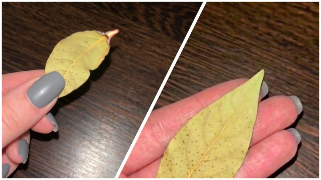 e2707fb2e9e981c8d3e3cd5de5b03d41