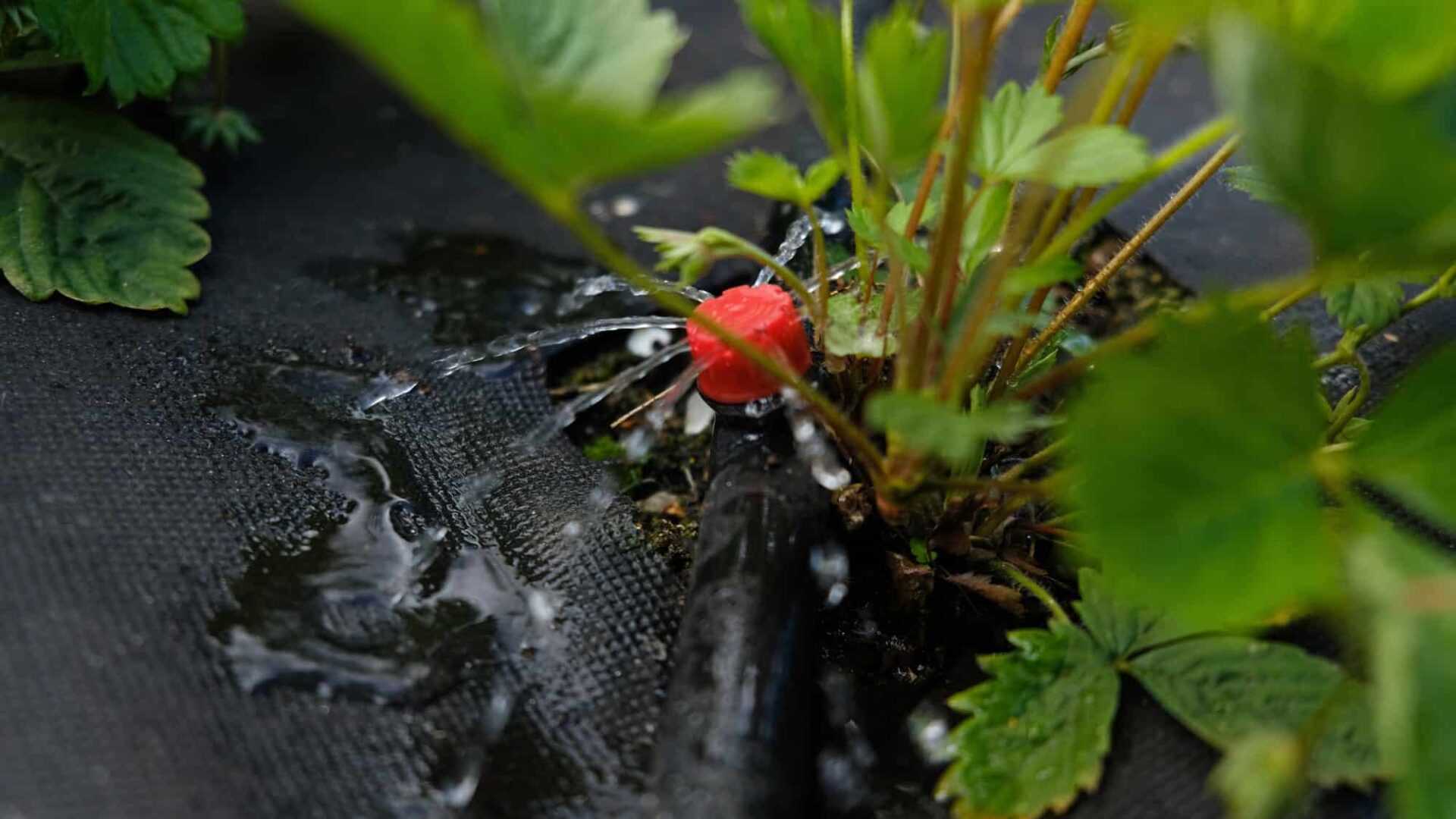 крапельне зрошення