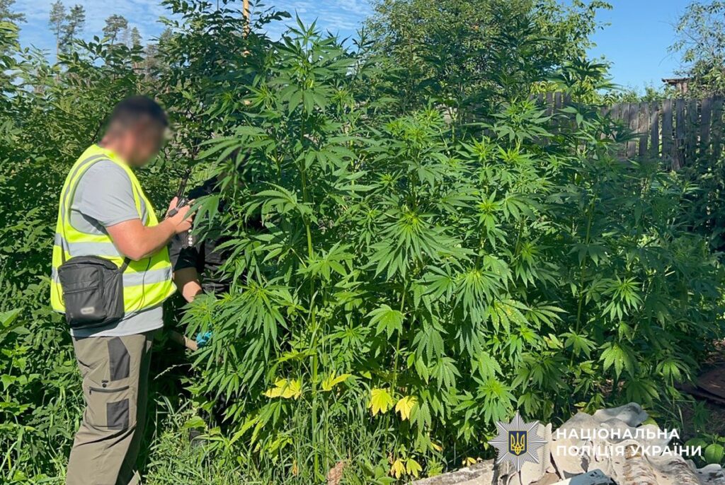 Джентльмени в погонах: на Житомирщині ліквідовано понад 20 гектарів конопель.