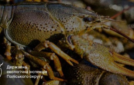 Житомирщина: Кінець заборони на раків – правила для рибалок